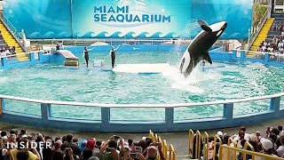 An Orca May Finally Go Free After 50 Years in Captivity | Insider News