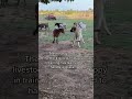 Our 3 fainting goat have chips on their shoulders😂 our livestock guardian dog in training learning