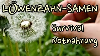 Löwenzahn Samen - pflanzliche Notnahrung für Survival und Bushcraft