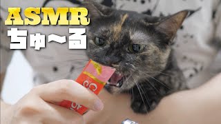 【ASMR】抱っこされながらちゅ～るを舐める猫たちのペロペロ咀嚼音🐈👅🎧