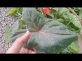 ഇത്രയും ചെടികൾ ഫ്രീ ആയി plant hunting video rare plants costlyplants rubberplants indoorplant