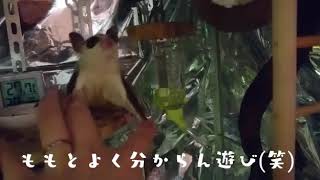 【もも】モモンガの甘噛み【フクロモモンガ】