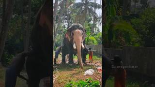 🐘പാപ്പാൻ ഇരിക്കാൻ പറഞ്ഞപ്പോൾ ആന ശരിക്കും ഇരുന്നു പോയി 🐘😳😳😳