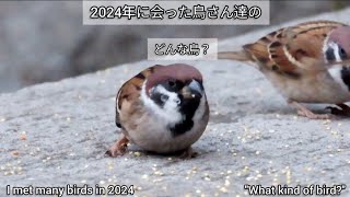 今年会った鳥さん達です Birds I met this year