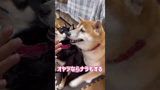 裏切られたワンコ達#shorts #sibainu #柴犬