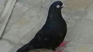 nayaab nela kamangar parinde pigeons