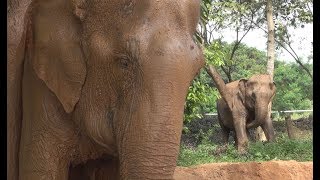 Samui Elephant Sanctuary A New Elephant Sanctuary of Thailand - ElephantNews