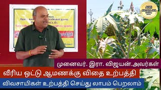 வீரிய ஒட்டு ஆமணக்கு விதை உற்பத்தி விவசாயிகள் உற்பத்தி செய்யலாம்