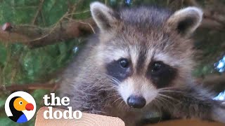 Raccoon Still Visits Her Favorite Human Years After She Was Released In The Wild | The Dodo