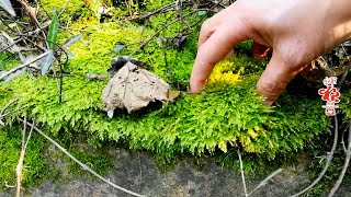 采摘青苔做盆景或盆栽用，路上遇见最可怕的东西（盆景或盆栽教学）