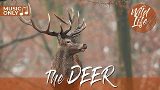 Serenity Amidst the Wild: A Visual Symphony of Deer and Harmonious Melodies