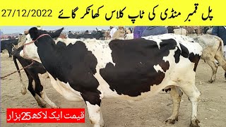 HF Fresian Khangar Cow rate update in pul qambar mandi پل قمبر منڈی عباس بلوچ