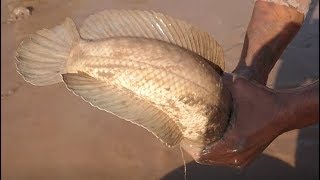 อย่างมันส์ช่วยกันไล่จับฝูงปลาช่อนยักษ์ในโคลนตมจากสูบสระ-Funny fishing big snakehead fish in the mud