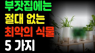 부자집도 바로 망하게 하는 식물.집안의 재물을 빼앗는 식물 TOP5. 잘못 들인 식물 하나가 3대의 재산을 날릴 수 있다