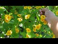 butter daisy seeds picking melampodium kai kais vlog