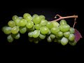 Grapes to Raisins Time Lapse - 50 Days【4K】