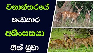 වනාන්තරයේ හැඩකාර අහිංසකයා තිත් මුවා | Dotted deer in Sri Lanka | deer | Deer | tv