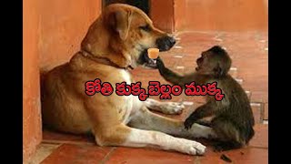 కోతి కుక్క బెల్లెం ముక్క    Monkey chests to take jaggery out of dog's mouth