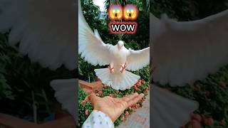 Pigeon hand training 🕊️ #pigeontraining #viral #youtubeshorts #pigeonslover