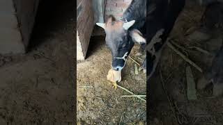 This Cow Has Unique Dietary Requirements