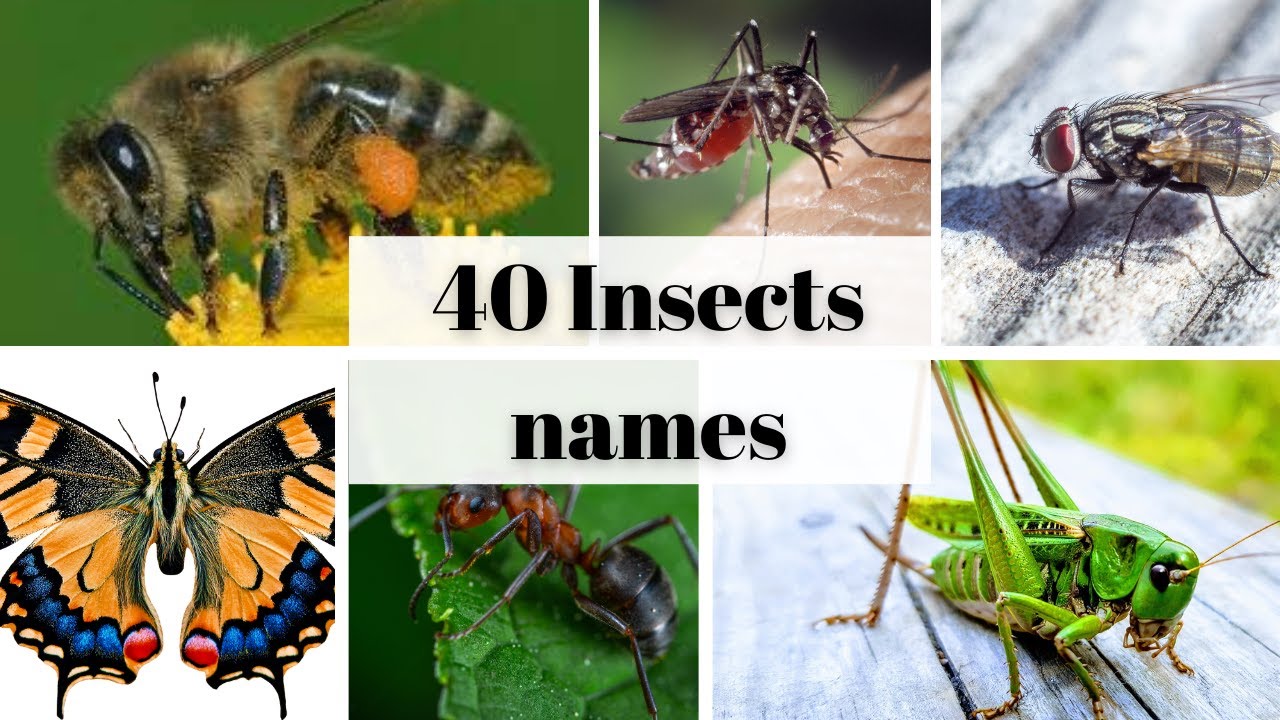 40 Insects Names, List Of Insects Names, Insects Names For Kids ...