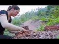 amazing coconut worm harvest a unique delicacy from nature