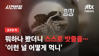 삶아 먹으려 냄비에 넣어놨는데…밧줄 풀어 탈출한 '게' / JTBC 사건반장