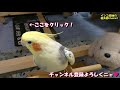 オカメインコの噛みつき攻撃から足指を守るつま先タイプ靴下⁉紹介します♡　オカメインコ桃太郎