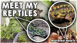 My New Salamanders | Marbled Newts | Feeding