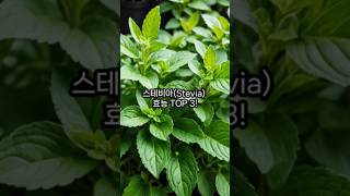 스테비아(Stevia)의 효능 TOP 3!