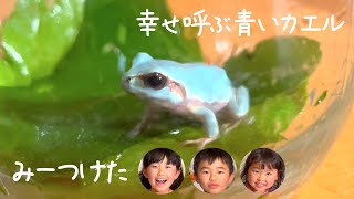 幸せ呼ぶ青いカエルみーつけた The blue frog happiness is called