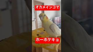 【ホーホケキョ】オカメインコでホーホケキョ #shorts #オカメインコ #ペット #cockatiel #かわいい #ルチノー #bird #うぐいす #ホーホケキョ