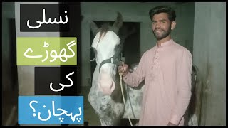 Nasli Ghoray ki Pehchaan | Mastana Nasal Horses in Pakistan 2022