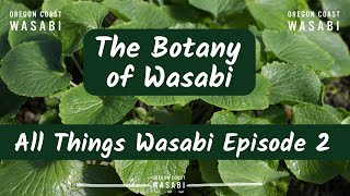 The Botany of Wasabi - All Things Wasabi Episode 2