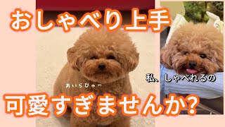 可愛すぎるトイプードル💕こんなにおしゃべりできる犬いる？