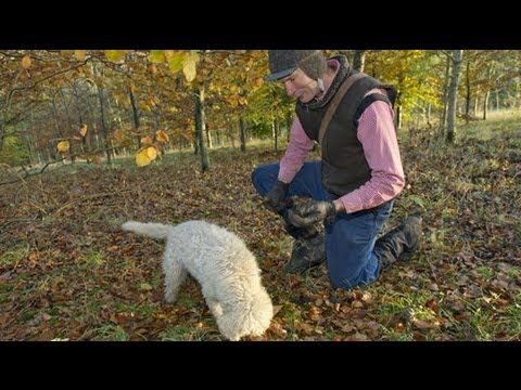 Truffle hunting in England? Truffle hunting in England?