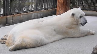 しろくまピースのご機嫌リラックスタイム♡とべ動物園にて