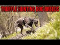 7 Truffle Hunting Dog Breeds That Will Sniff Out Edible Gold