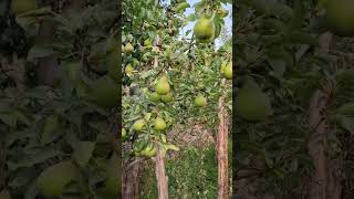 #fruta #afghanvillage #nature #villagelife #exploreafghanistan #travel #mountains میوه