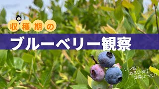 【ブルーベリー】収穫スタート！品種毎に観察、果実と葉っぱの関係性は大事⁉︎