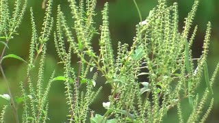 Ask the Expert- Spring Allergies