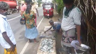 Sri  Lanka,ශ්‍රී ලංකා,Ceylon,Fish Shop Roadside Matara to Galle