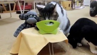 合席お願いしにゃす!!　～猫カフェあいきゃっと福島店～