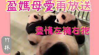 🐼#盈媽母愛再放送❤️#熊貓bb成長日誌#家姐細佬在媽媽盈盈身上滚来滚去，好幸福啊！盈盈左擁右抱，温情盡現，母愛氾濫。 #panda #cute #海洋公園 #萌宠 #盈盈#樂樂