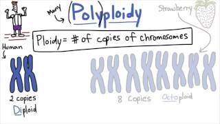 Polyploidy - Tales from the Genome