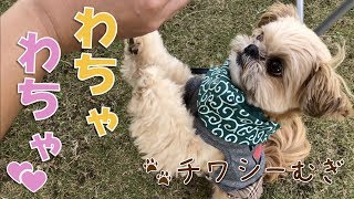 【犬イベント】イオンペットフェスでお友達と遊んだよ！ - at AEONPET FES -【チワワ×シーズー】