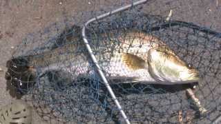 Barra On the Fly FNQ