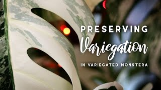 Preserving Variegation in Variegated Monstera + Other Plants!