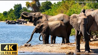 4K African Wildlife: ELEPHANTS - Relaxing Music With Video About African Wildlife(Video 4K ULTRA HD)