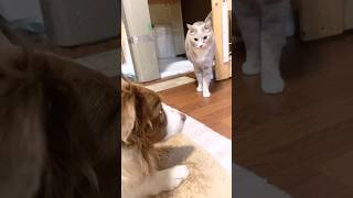 猫が苦手な犬と大好きな犬の違いがこちら(笑)【ボーダーコリー・シベリアンハスキー】